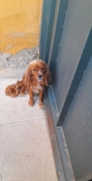 Cocker Spaniel Cavalier