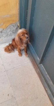 Cocker Spaniel Cavalier