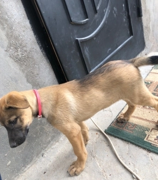 Kanqal balası