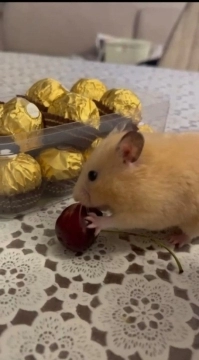 Suriya hamsteri
