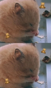 Suriya hamsteri
