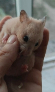 Suriya hamsteri