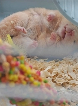 Suriya hamsteri