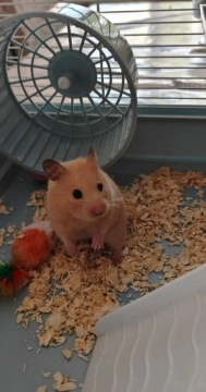 Suriya hamsteri