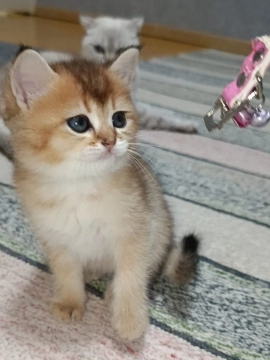 Şotland balaları
