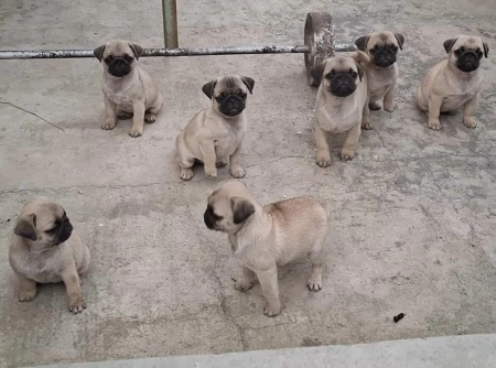 Mops balalar