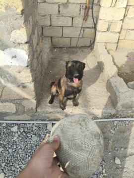 Belçika ovçarkası