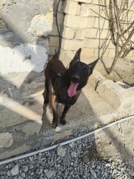 Belçika ovçarkası