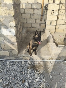 Belçika ovçarkası