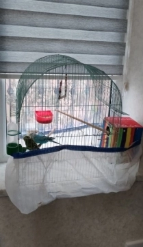 Tutuquşular