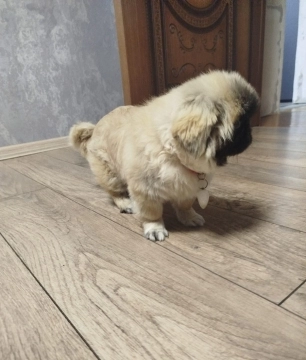 Pekines