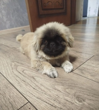 Pekines