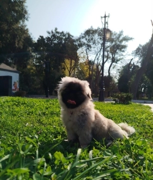 Pekines
