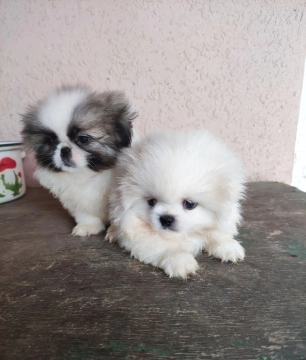 Pekines