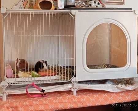 Морские свинки.
