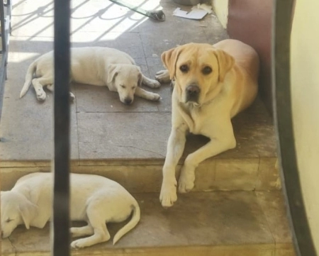 Labrador retriver