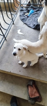 Labrador retriver