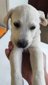 Labrador retriver
