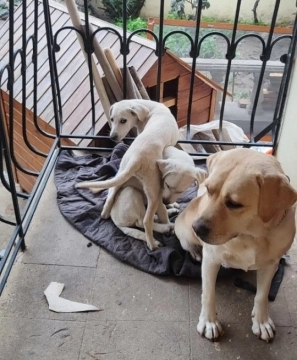Labrador retriver