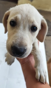 Labrador retriver
