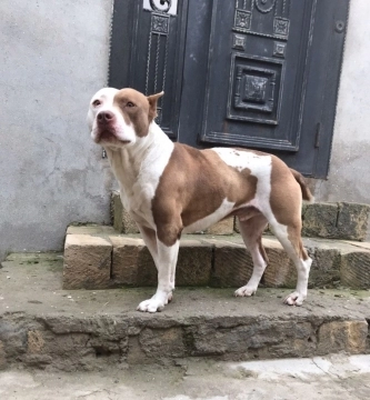 Pitbul