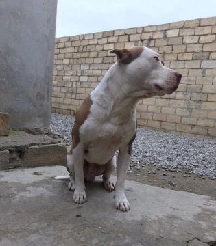 Pitbul