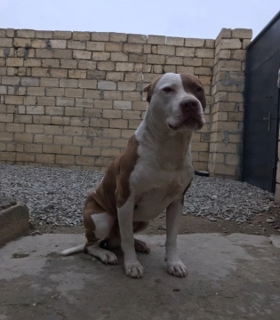 Pitbul