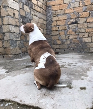 Pitbul