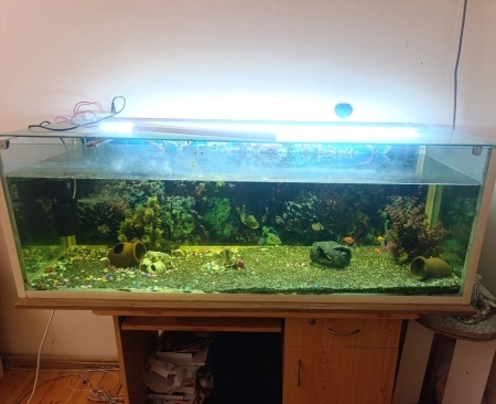 Akvarium və balıqlar
