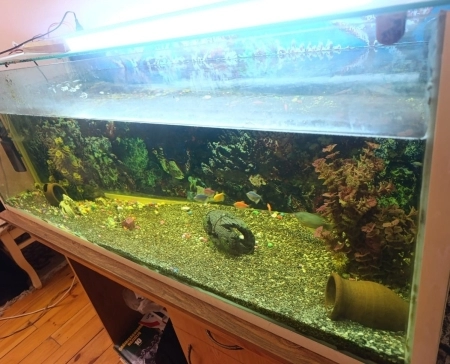 Akvarium və balıqlar