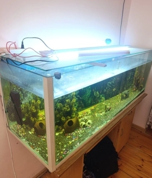 Akvarium və balıqlar