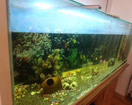 Akvarium və balıqlar