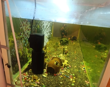Akvarium və balıqlar