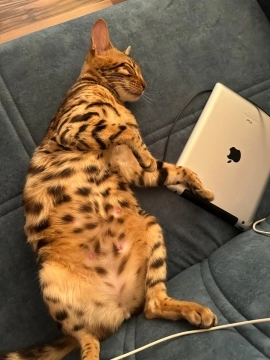 Bengal pişiyi balası