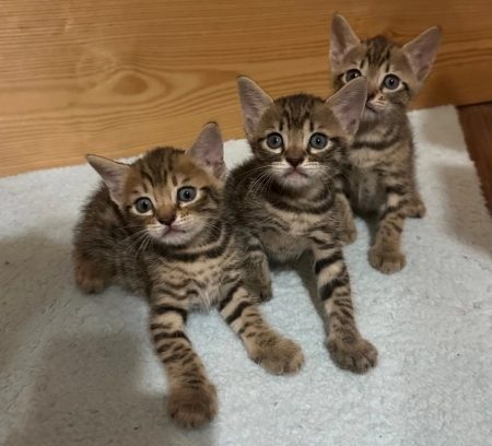 Bengal pişiyi balası