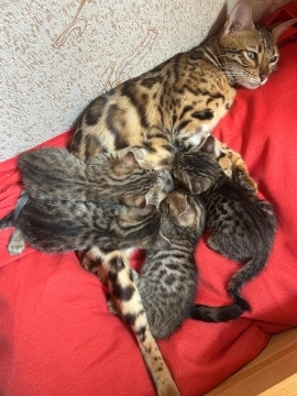 Bengal pişiyi balası