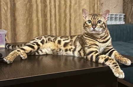 Bengal pişiyi balası