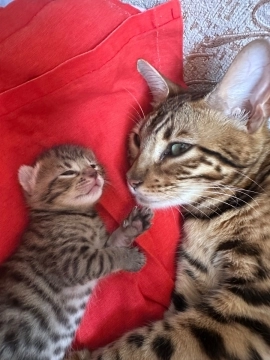 Bengal pişiyi balası