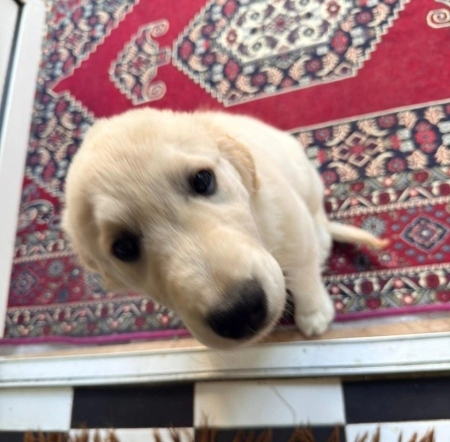 Golden retriver bala