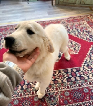 Golden retriver bala