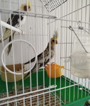 Korella tutuquşuları