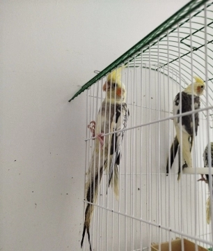 Korella tutuquşuları
