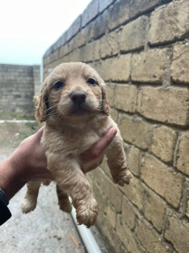 Koker spaniel bala