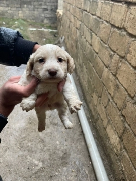 Koker spaniel bala