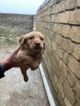 Koker spaniel bala