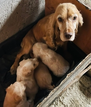 Koker spaniel bala