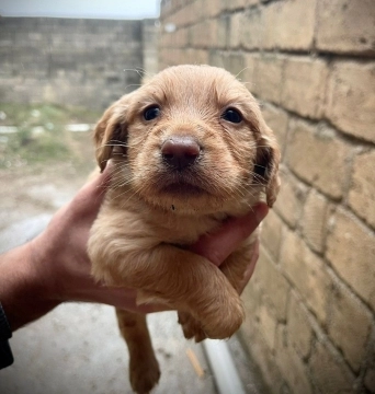 Koker spaniel bala