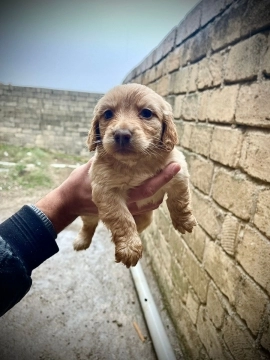Koker spaniel bala
