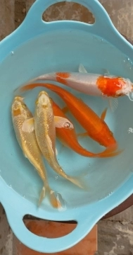 Karp koi