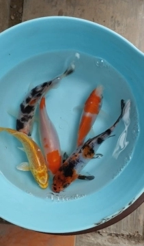 Karp koi